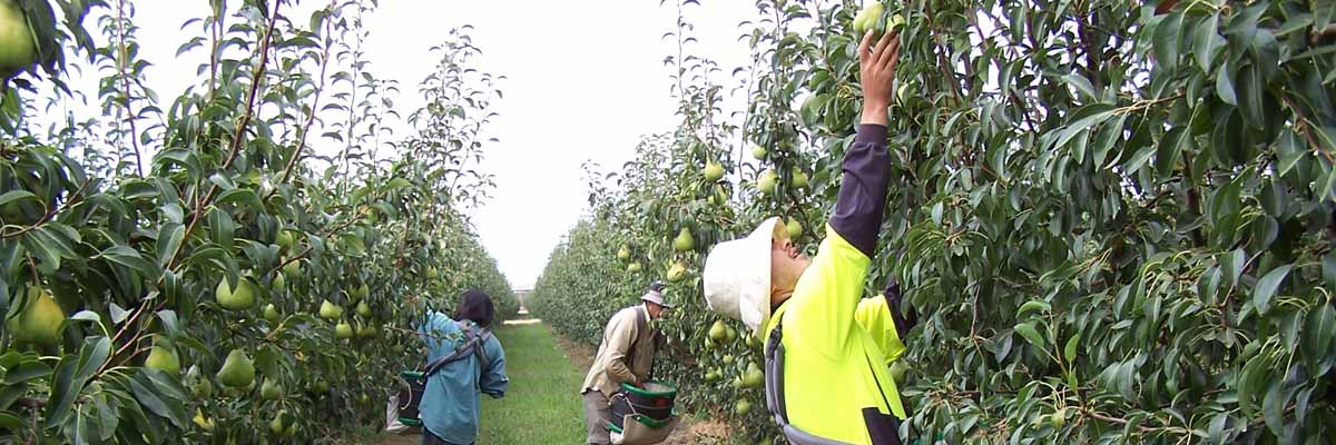 Ground-level orchard production