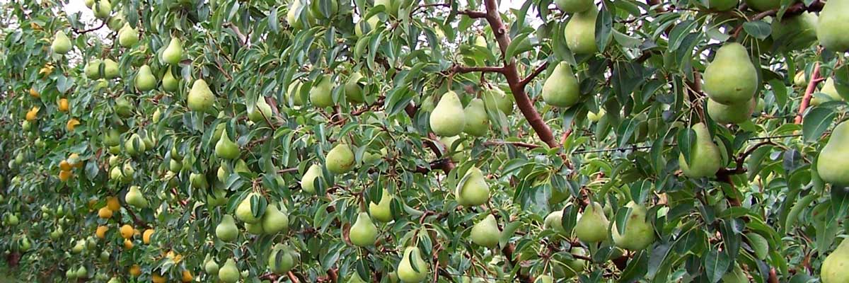 Pear Branchless multi-leader