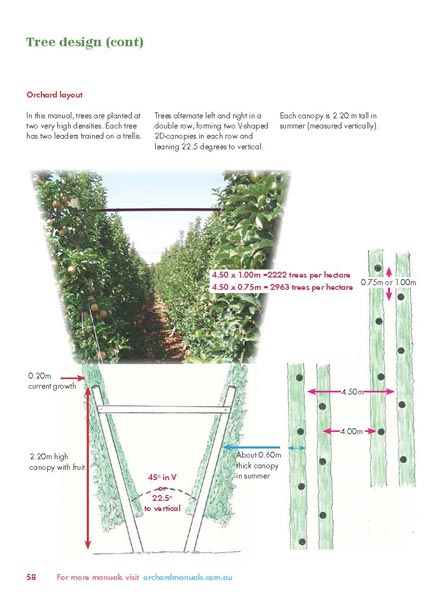 Ground-level orchard production (buy)