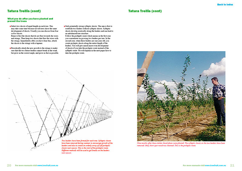 Orchard Manual To Grow Plums On High Density Systems